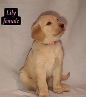 Lily, a female Labrador Retriever for sale in Riverside, CA – Photo 3 of 6