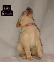 Lily, a female Labrador Retriever for sale in Riverside, CA – Photo 5 of 6