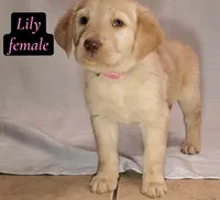 Lily, a female Labrador Retriever for sale in Riverside, CA – Photo 6 of 6