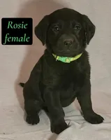 Rosie, a female Labrador Retriever for sale in Riverside, CA – Photo 3 of 4
