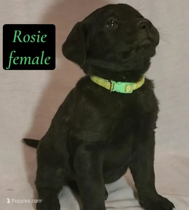 Rosie – Labrador Retriever puppy for sale in Riverside, CA