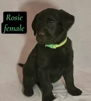 Rosie, a female Labrador Retriever for sale in Riverside, CA – Photo 4 of 4