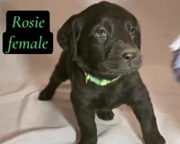 Rosie, a female Labrador Retriever for sale in Riverside, CA – Photo 2 of 4