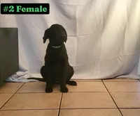 Lexi, a female Labrador Retriever for sale in Riverside, CA – Photo 8 of 10