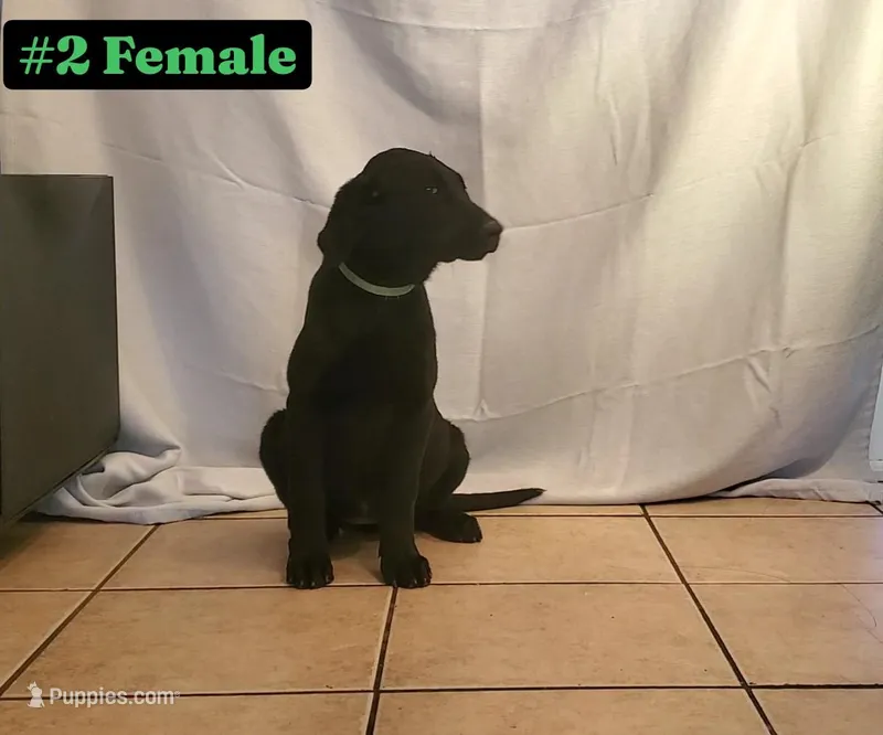 Lexi – Labrador Retriever puppy for sale in Riverside, CA