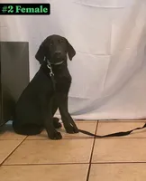 Lexi, a female Labrador Retriever for sale in Riverside, CA – Photo 4 of 10