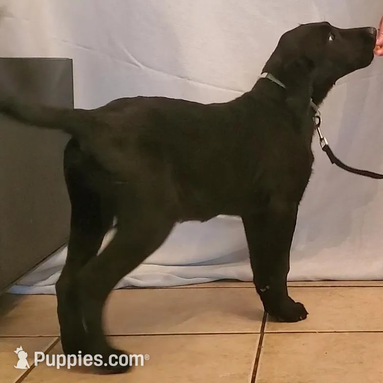 Lexi, a female Labrador Retriever for sale in Riverside, CA – Photo 2 of 10