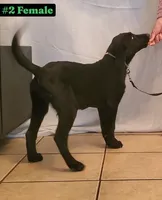 Lexi, a female Labrador Retriever for sale in Riverside, CA – Photo 3 of 10