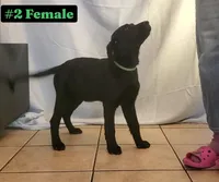 Lexi, a female Labrador Retriever for sale in Riverside, CA – Photo 9 of 10