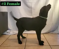 Lexi, a female Labrador Retriever for sale in Riverside, CA – Photo 10 of 10