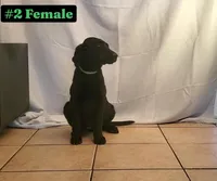 Lexi, a female Labrador Retriever for sale in Riverside, CA – Photo 6 of 10