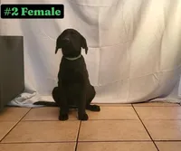 Lexi, a female Labrador Retriever for sale in Riverside, CA – Photo 7 of 10