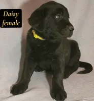 Daisy, a female Labrador Retriever for sale in Riverside, CA – Photo 4 of 5