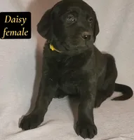 Daisy, a female Labrador Retriever for sale in Riverside, CA – Photo 2 of 5