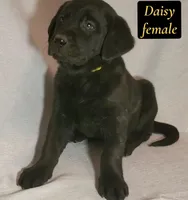 Daisy, a female Labrador Retriever for sale in Riverside, CA – Photo 1 of 5