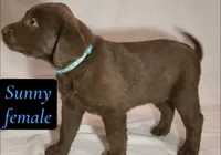 Sunny, a female Labrador Retriever for sale in Riverside, CA – Photo 5 of 5