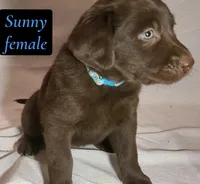 Sunny, a female Labrador Retriever for sale in Riverside, CA – Photo 4 of 5