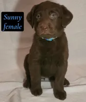 Sunny, a female Labrador Retriever for sale in Riverside, CA – Photo 1 of 5