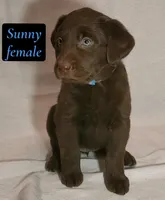 Sunny, a female Labrador Retriever for sale in Riverside, CA – Photo 3 of 5