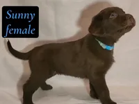 Sunny, a female Labrador Retriever for sale in Riverside, CA – Photo 2 of 5