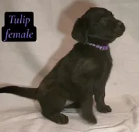 Tulip, a female Labrador Retriever for sale in Riverside, CA – Photo 5 of 5