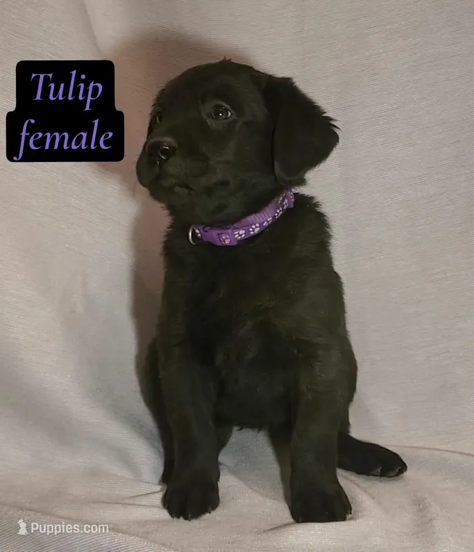 Tulip – Labrador Retriever puppy for sale in Riverside, CA