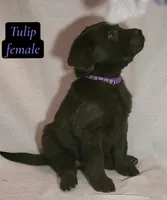 Tulip, a female Labrador Retriever for sale in Riverside, CA – Photo 2 of 5