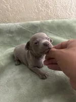 Chaser, a male Chihuahua for sale in Anaheim, CA – 2 of 5