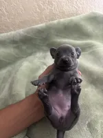 Cresta, a female Chihuahua for sale in Anaheim, CA – 3 of 5