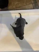 Lazuli, a female Chihuahua for sale in Anaheim, CA – 4 of 4