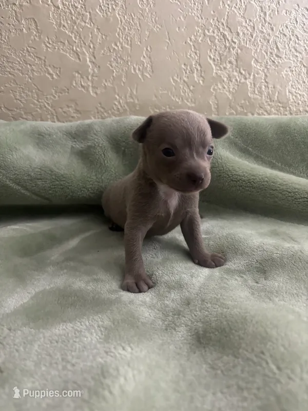 Lavender – Chihuahua puppy for sale in Anaheim, CA