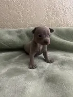 Lavender, a female Chihuahua for sale in Anaheim, CA – 1 of 5