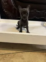 Lazuli, a female Chihuahua for sale in Anaheim, CA – 2 of 4