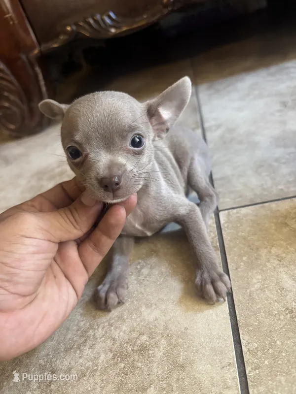 Chaser – Chihuahua puppy for sale in Anaheim, CA