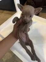 Arista, a female Chihuahua for sale in Anaheim, CA – 7 of 7