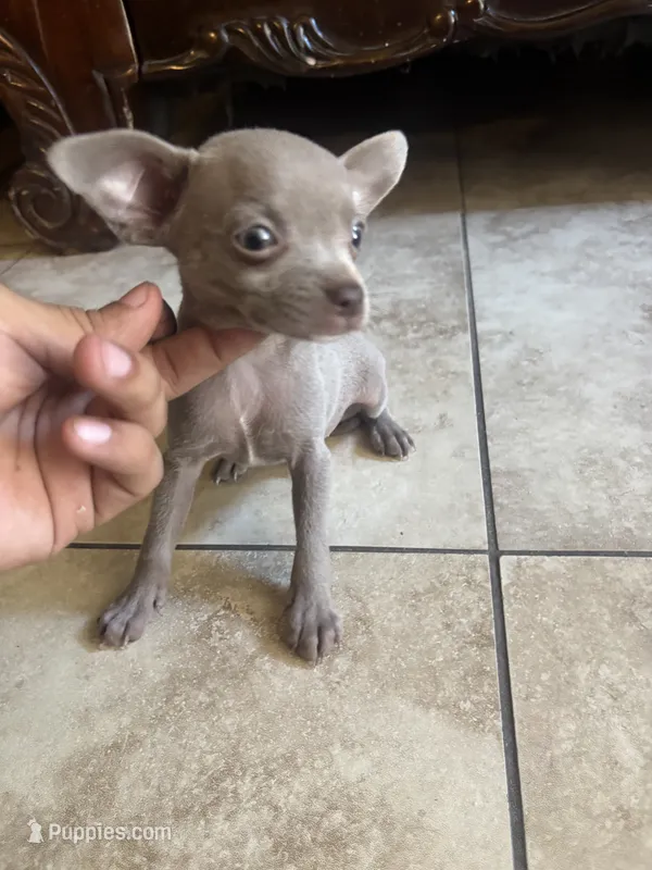 Chaser – Chihuahua puppy on hold in Anaheim, CA