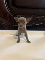 Arista, a female Chihuahua for sale in Anaheim, CA – 4 of 7