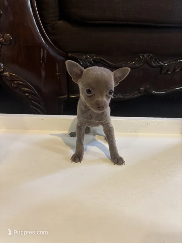 Arista – Chihuahua puppy for sale in Anaheim, CA