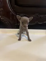 Arista, a female Chihuahua for sale in Anaheim, CA – 1 of 7