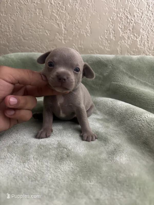 Chaser – Chihuahua puppy for sale in Anaheim, CA