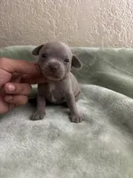 Chaser, a male Chihuahua for sale in Anaheim, CA – 1 of 5