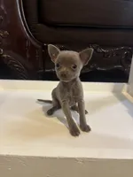 Arista, a female Chihuahua for sale in Anaheim, CA – 3 of 7