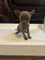 Arista, a female Chihuahua for sale in Anaheim, CA – 2 of 7