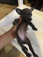Lazuli, a female Chihuahua for sale in Anaheim, CA – 3 of 4