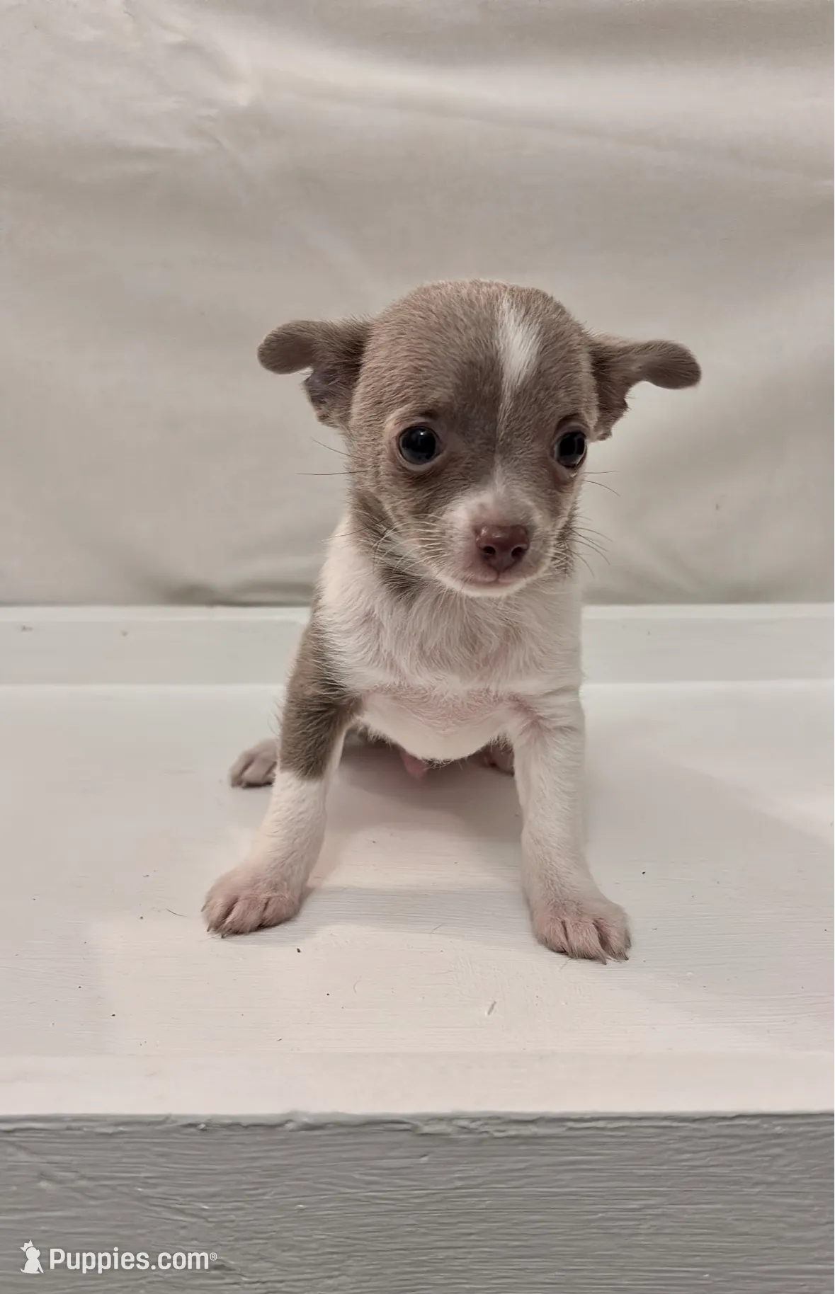 Guapo, a male Chihuahua for sale in Anaheim, CA – Photo 2 of 8