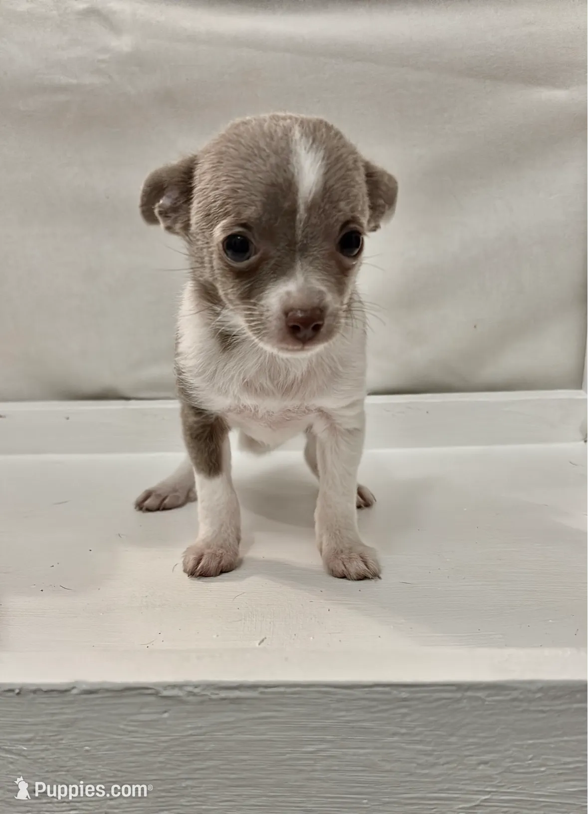 Guapo, a male Chihuahua for sale in Anaheim, CA – Photo 7 of 8