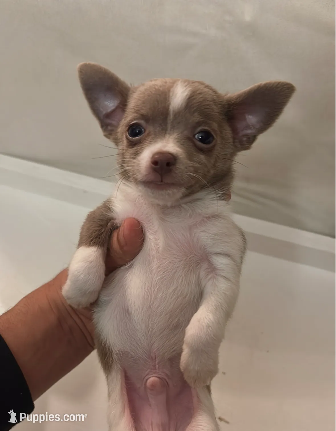 Guapo, a male Chihuahua for sale in Anaheim, CA – Photo 8 of 8