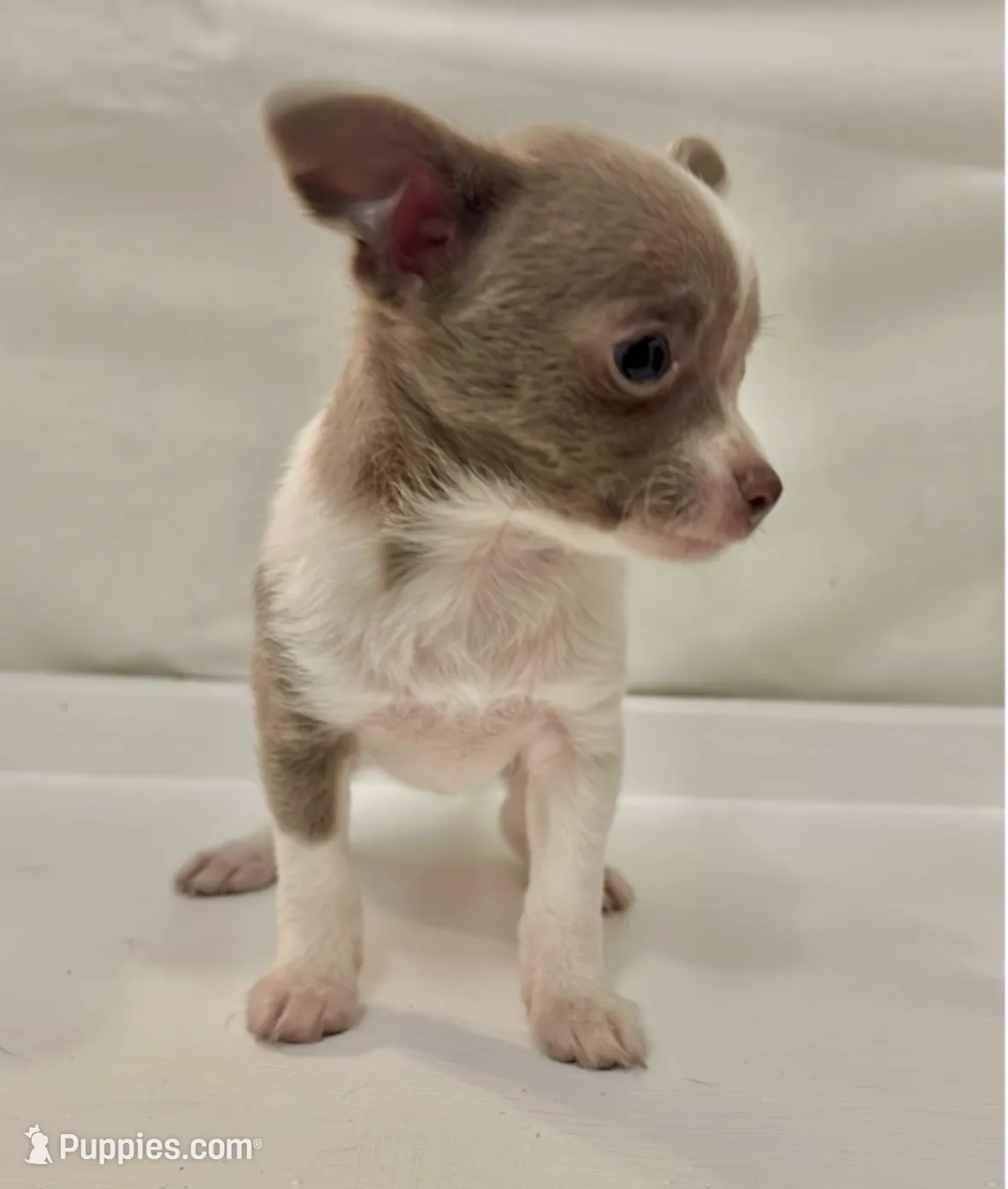 Guapo, a male Chihuahua for sale in Anaheim, CA – Photo 3 of 8