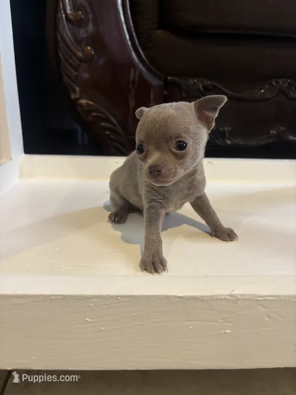 Shogun – Chihuahua puppy for sale in Anaheim, CA