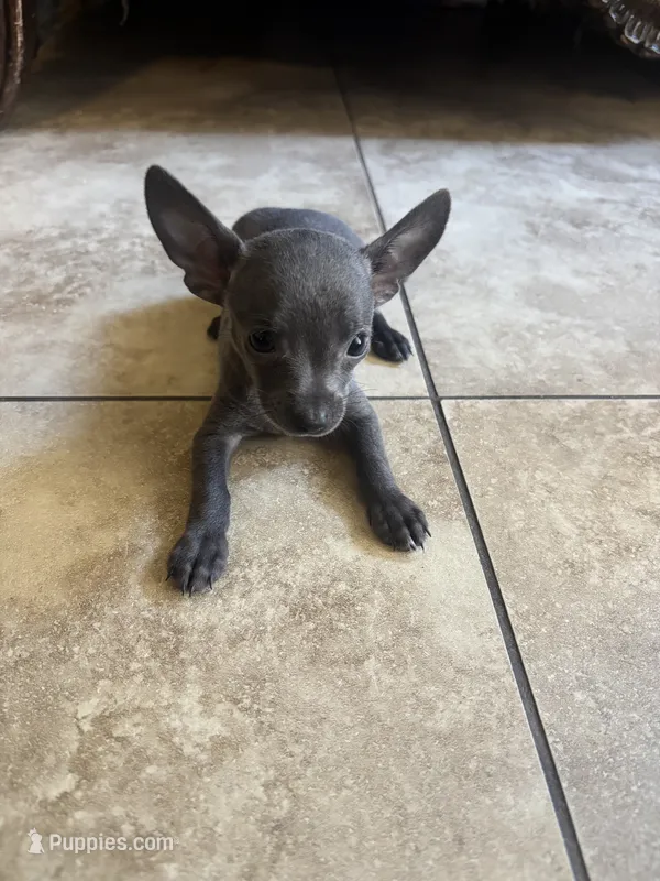 Cresta – Chihuahua puppy on hold in Anaheim, CA
